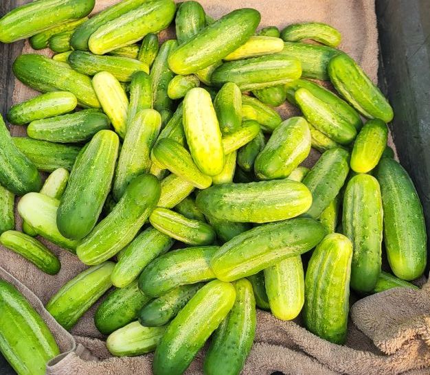 Cucumbers (Old 10 Farmyard)