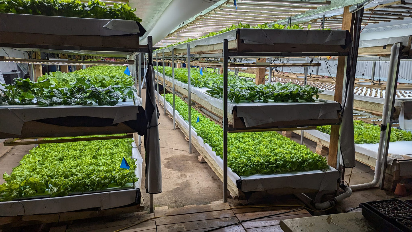 Green Produce (Farm Time Out Aquaponics)