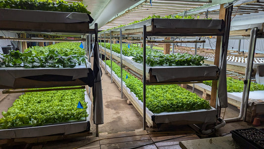 Green Produce (Farm Time Out Aquaponics)