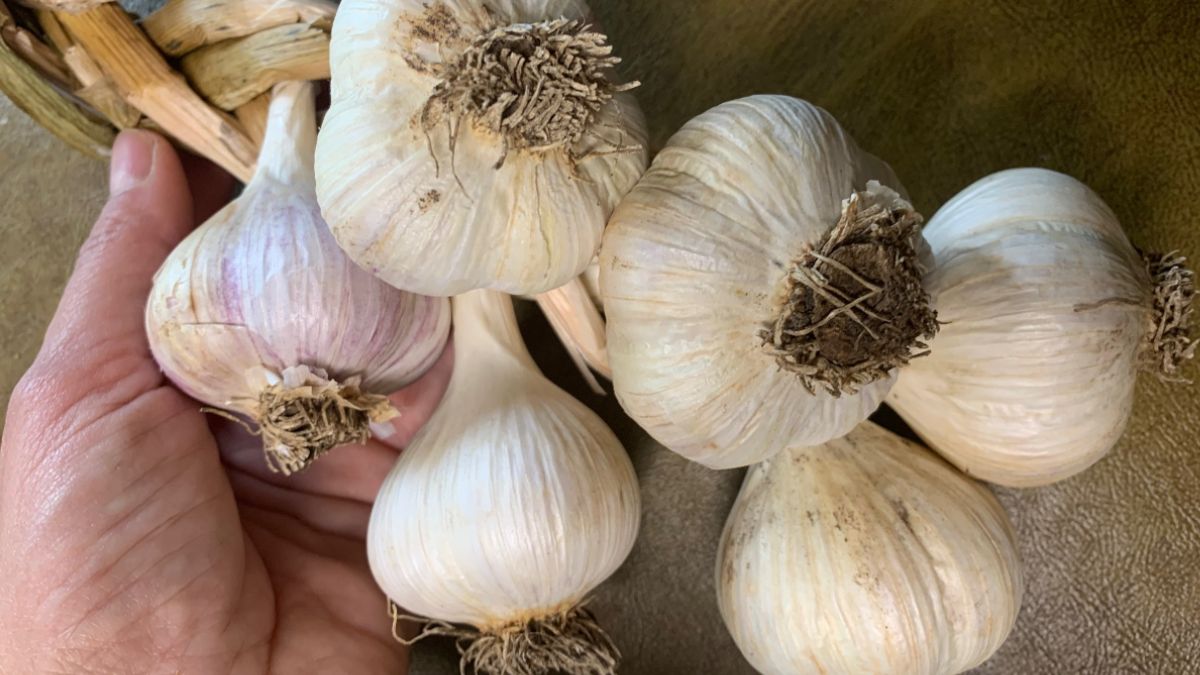 Garlic Bulbs (Oak Knoll Acres)