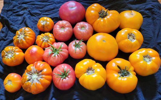 Tomatoes (Old 10 Farmyard)